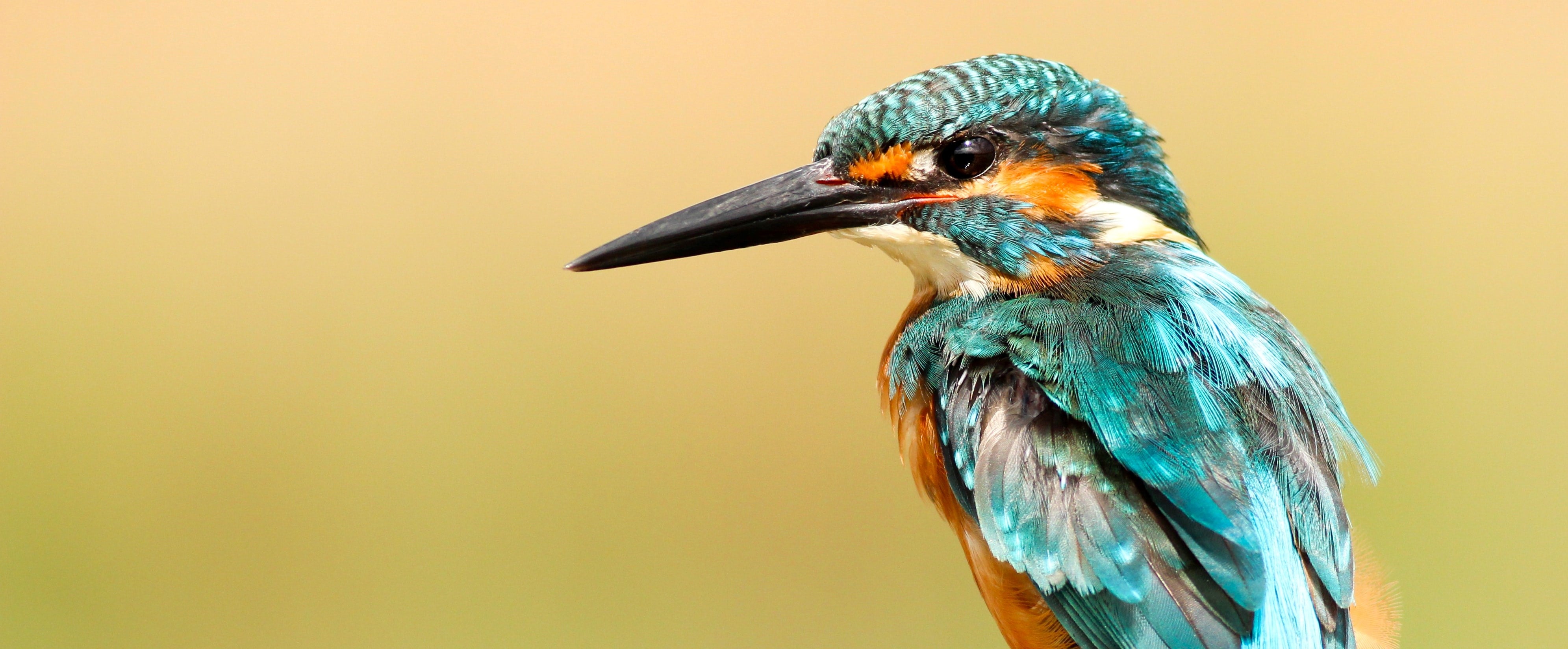 Eisvogel